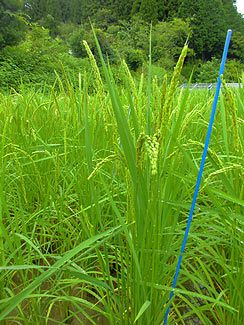 8月17日の田んぼ(月光原小・西根小) _d0247484_11302557.jpg