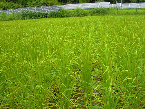 8月17日の田んぼ(月光原小・西根小) _d0247484_11335167.jpg