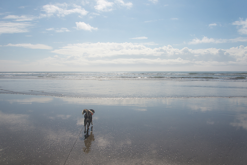 夏の雲と海と犬。_c0226687_19352921.jpg