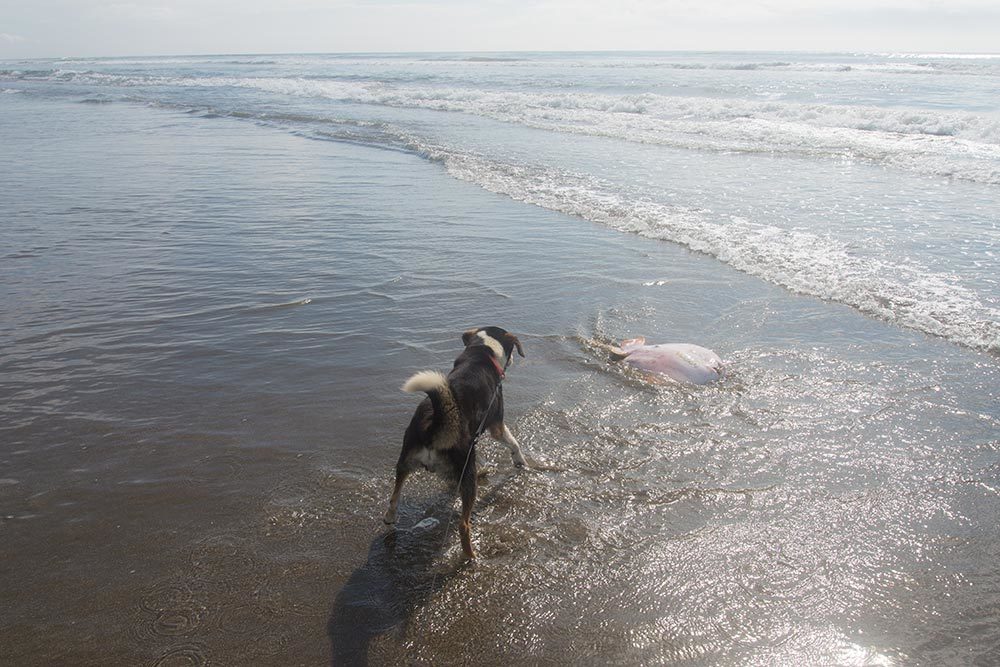 夏の雲と海と犬。_c0226687_19353517.jpg