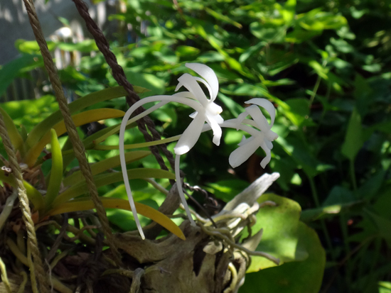 山草棚のフウランと、紅花ヤマシャクの種♪_a0136293_16130040.jpg