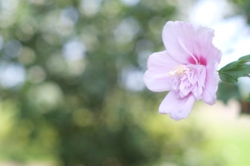 7月の花菜ガーデン☆彡_e0205297_06114060.jpg