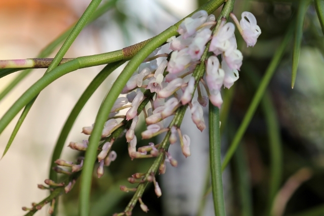 Schoenorchis.juncifolia(ショエノルキス・ジュンシ フォリア)_d0007501_16214685.jpg