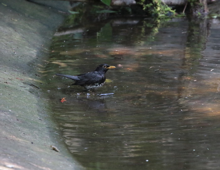 クロツグミ：水浴び２０１７_c0319902_12421994.jpg