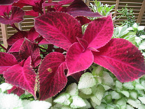 d0046702_07025771.jpg