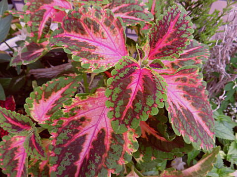d0046702_07114008.jpg