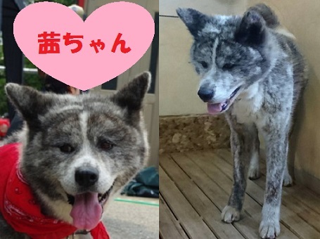 里親さん募集中の秋田犬たちのご紹介です もももの部屋 怖がりで攻撃性の高い秋田犬のタイガ 老犬 雑種のベスの共同生活 保護活動の記録です 時々お空のモカも登場 里親さん募集中の秋田犬たちのご紹介です もももの部屋 怖がりで攻撃性の高い秋田犬のタイガ 老犬 雑種のベスの共同生活 保護活動の記録です 時々お空のモカも登場