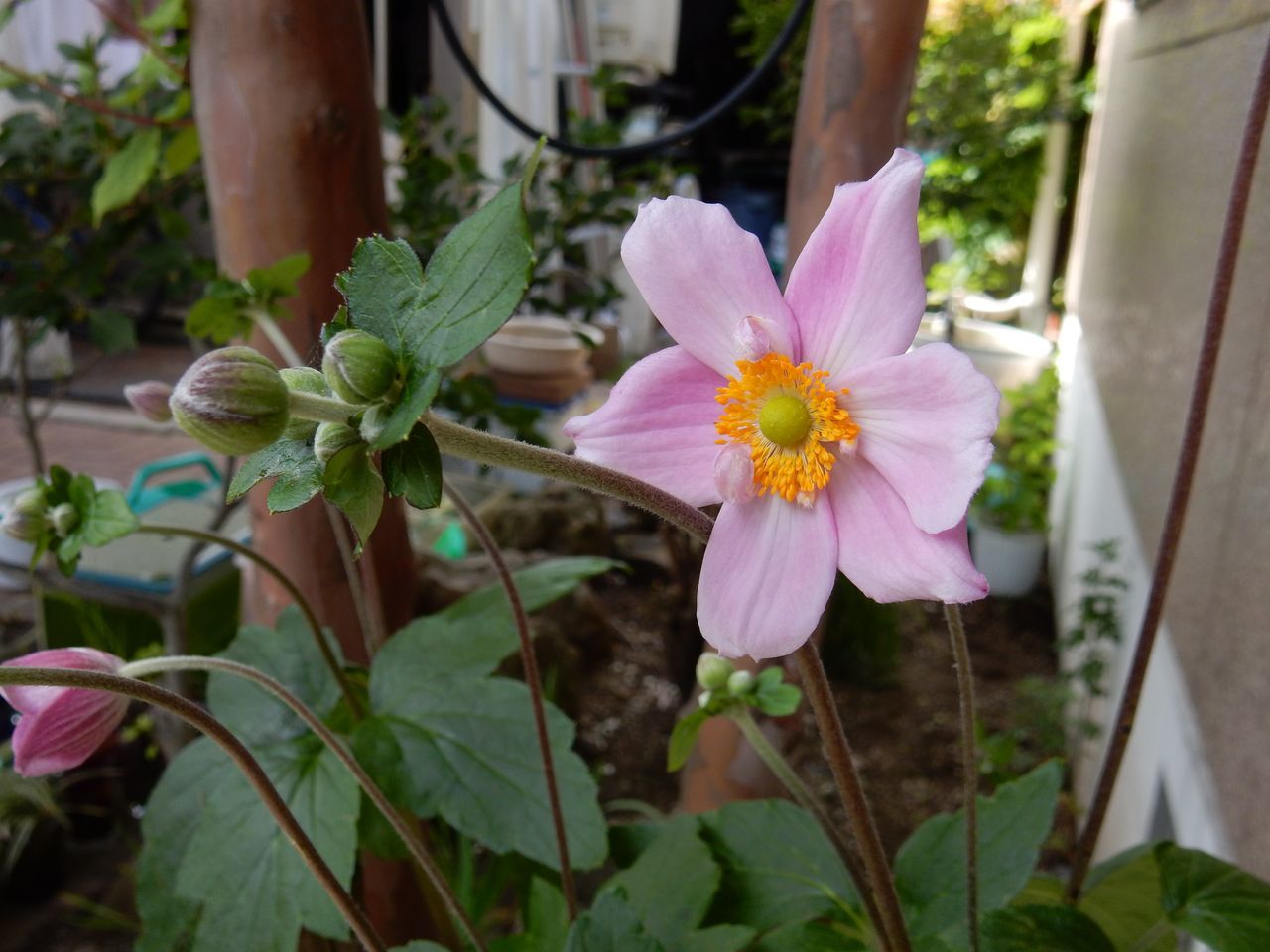 今日は北海道らしい夏の日になりました_c0025115_00180411.jpg