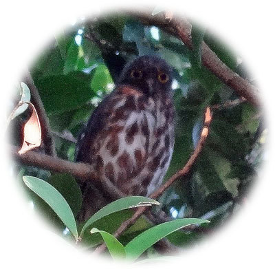 アオバズクは、まだいました。　2017.08.19　晴れ　25~34℃_b0037926_22120057.jpg