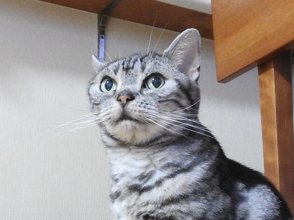 休日のねこ_b0182334_11553096.jpg