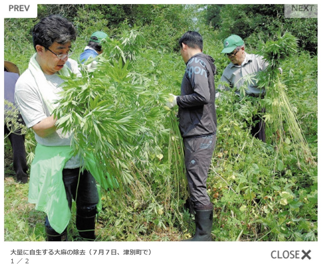 本日(8/19)の北海道観光ニュース－野生大麻_c0338136_18095814.jpg