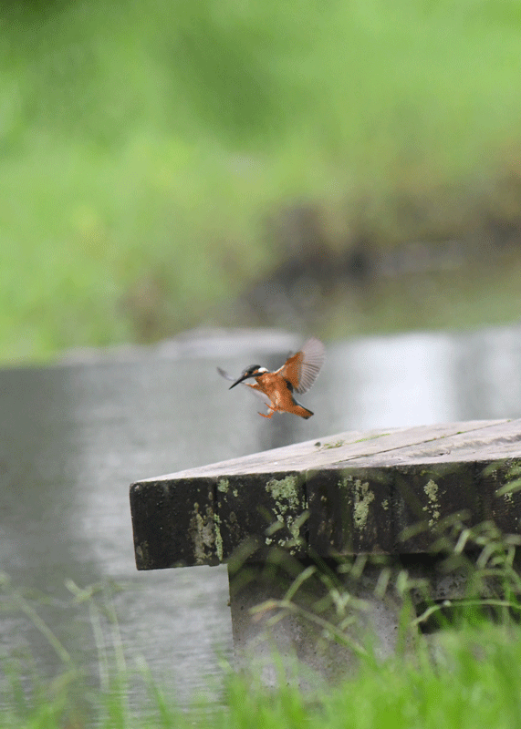 d0290240_14043016.gif