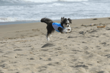 c0145250_09124087.gif