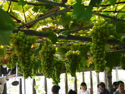 熊本ぶどう 社方園 第10回ぶどう祭り 前編_a0254656_20485774.jpg