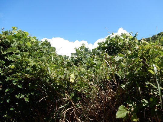 f0060461_09252107.jpg