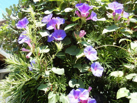 f0060461_09312076.jpg