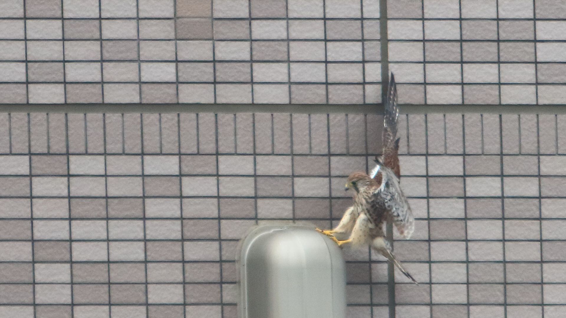 自宅ベランダからチョウゲンボウ夫婦_f0105570_21015475.jpg