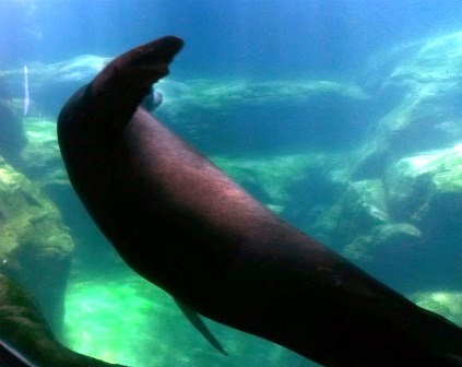 ロングビーチ水族館　～涼し～_e0350971_15503116.jpeg