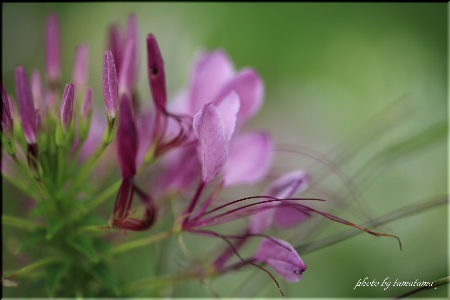 雨の日の花畑　２_e0351179_20232684.jpg