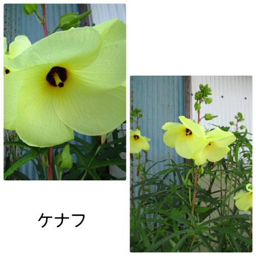 野の花たち_a0143388_09244297.jpg