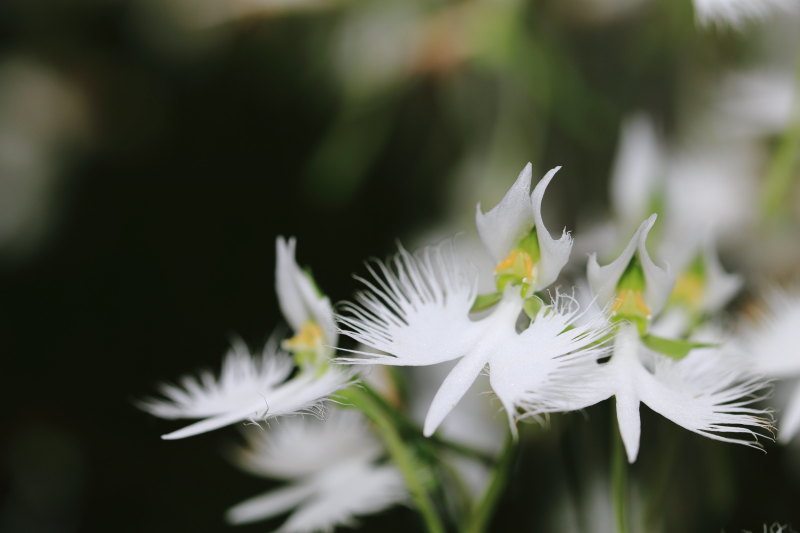 夢でもあなたを想う 花言葉 湘南発 ドラマチックに