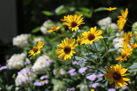 c0090198_18571188.jpg