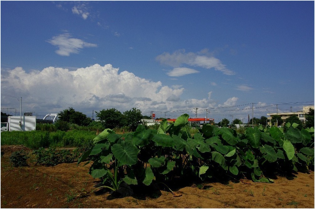 夏雲と一緒に_c0352813_09441318.jpg