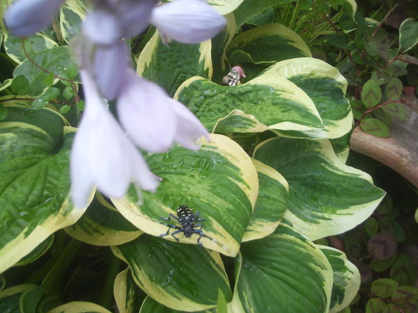 d0194120_10411861.jpg