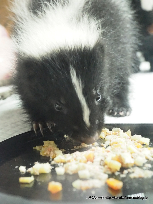 神戸どうぶつ王国 シマスカンクの赤ちゃん登場_c0188824_04263268.jpg