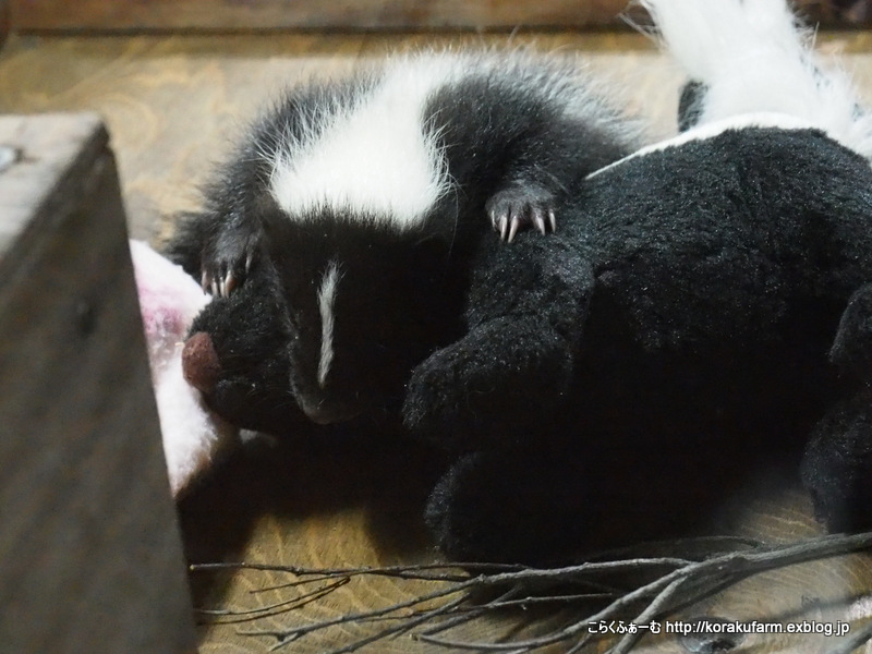 神戸どうぶつ王国 シマスカンクの赤ちゃん登場_c0188824_04411296.jpg