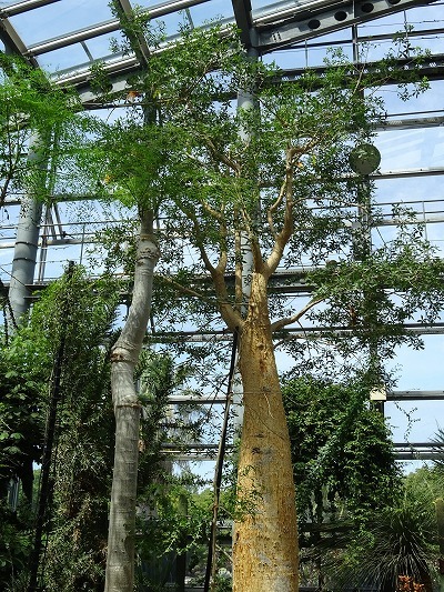 咲くやこの花館 のフニーバオバブ 彩の気まぐれ写真 咲くやこの花館 のフニーバオバブ 彩の気まぐれ写真