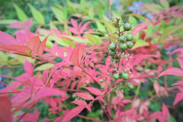 e0300042_12305636.jpg