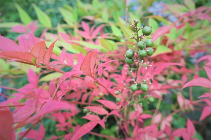 大阪で見つけた植物_e0300042_12305636.jpg