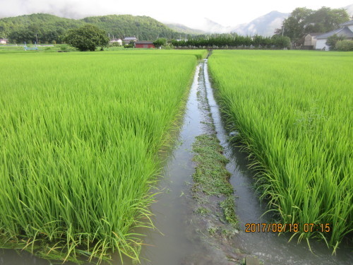 1時間に110ｍｍ？の豪雨で田畑が冠水_a0348843_15222196.jpg