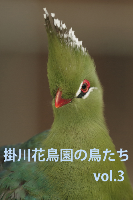 掛川花鳥園の鳥たちvol 3 還暦からのネイチャーフォト 掛川花鳥園の鳥たちvol 3 還暦からのネイチャーフォト