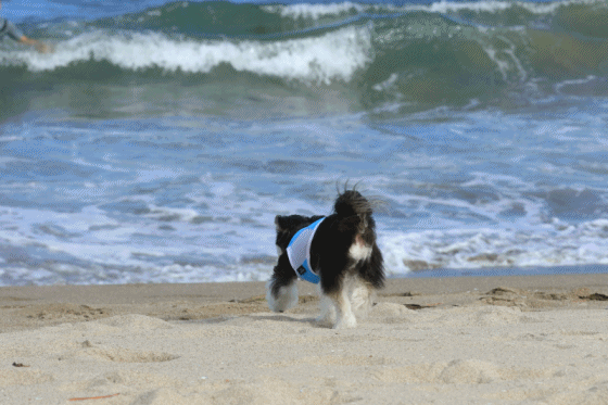c0145250_11085958.gif