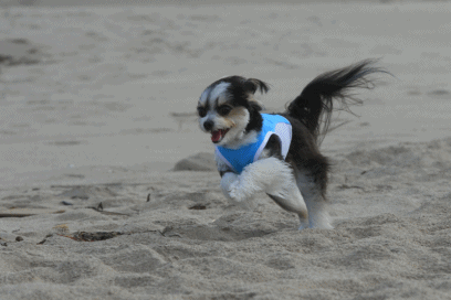 c0145250_11100415.gif