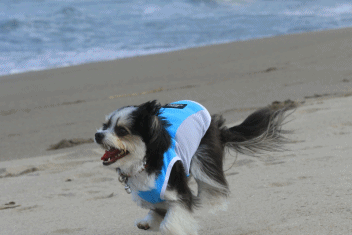 c0145250_11104333.gif
