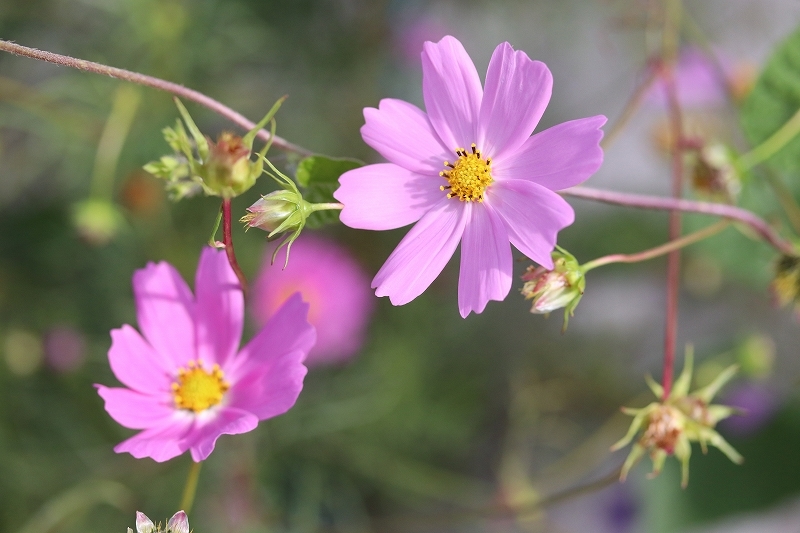 8月19日　庭の花_b0250154_06223620.jpg