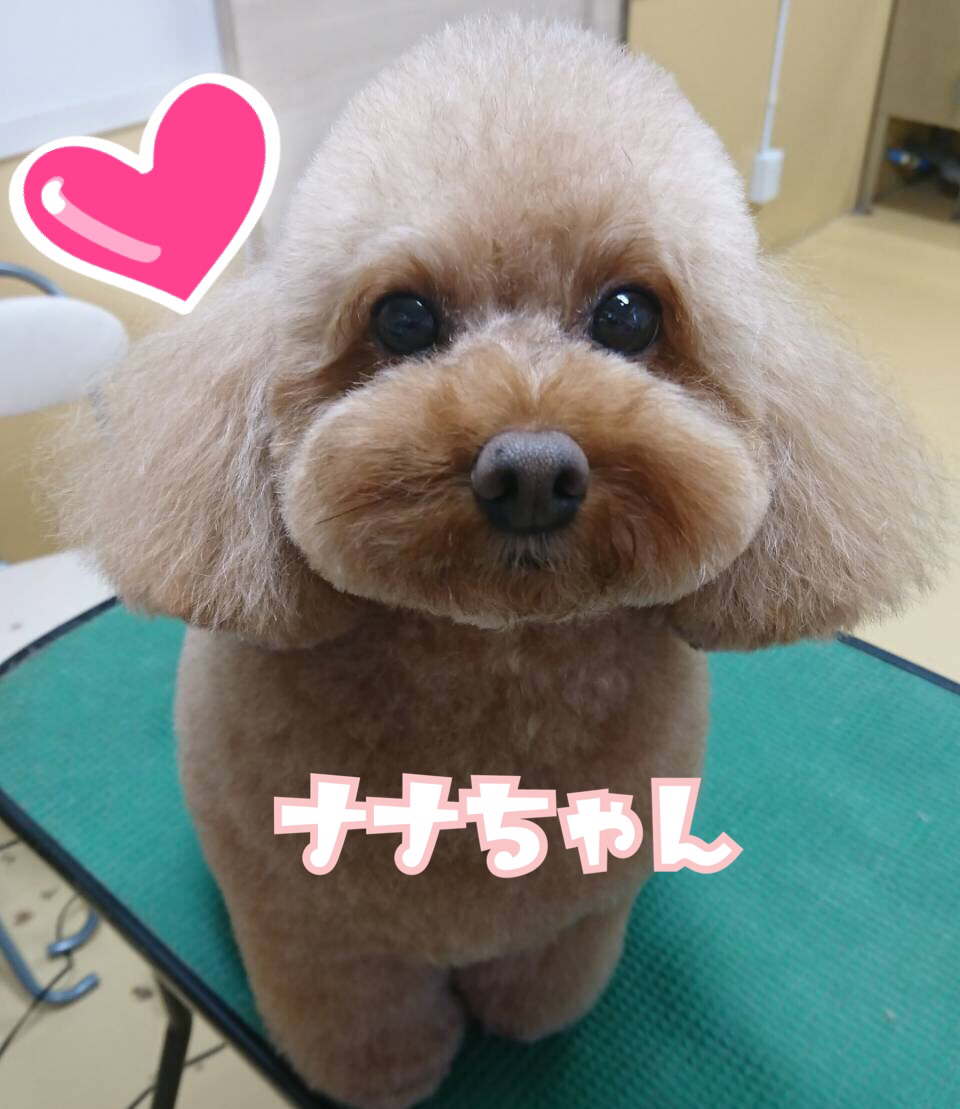トリミングブログ_f0357682_21151621.jpg