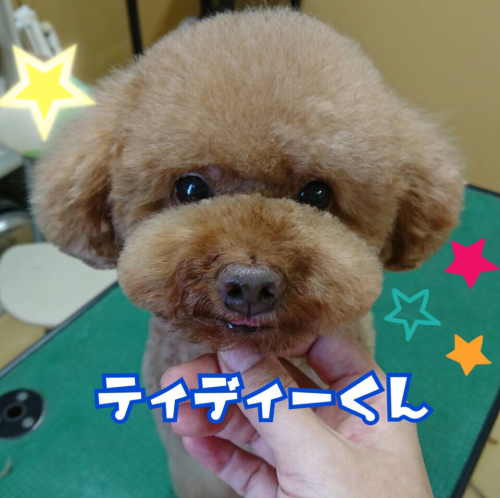 トリミングブログ_f0357682_21151779.jpg