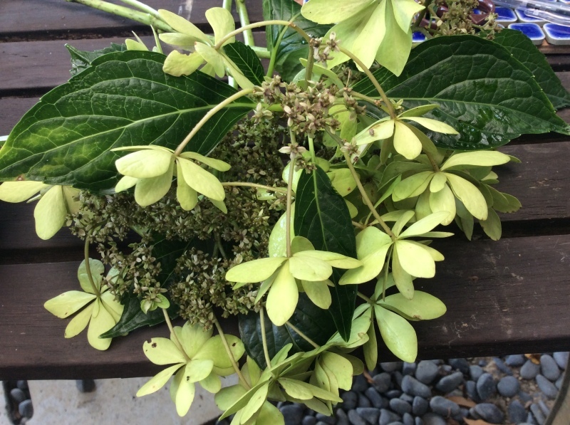 秋を迎える準備!「ウチ庭の紫陽花を整理しました。ドライにしますよ!」編_e0359584_09373595.jpg