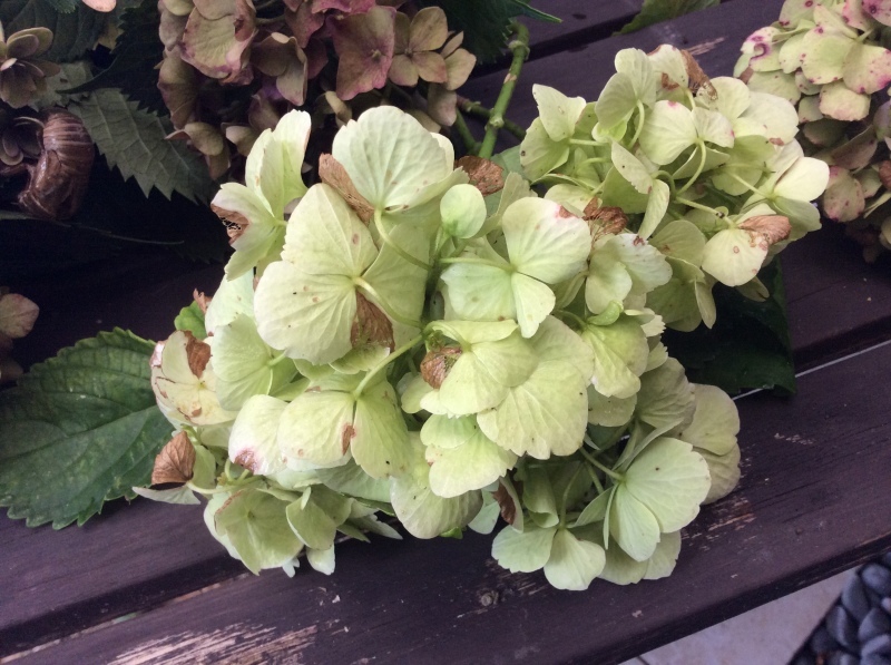 秋を迎える準備!「ウチ庭の紫陽花を整理しました。ドライにしますよ!」編_e0359584_09373939.jpg