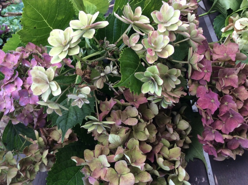 秋を迎える準備!「ウチ庭の紫陽花を整理しました。ドライにしますよ!」編_e0359584_09374063.jpg