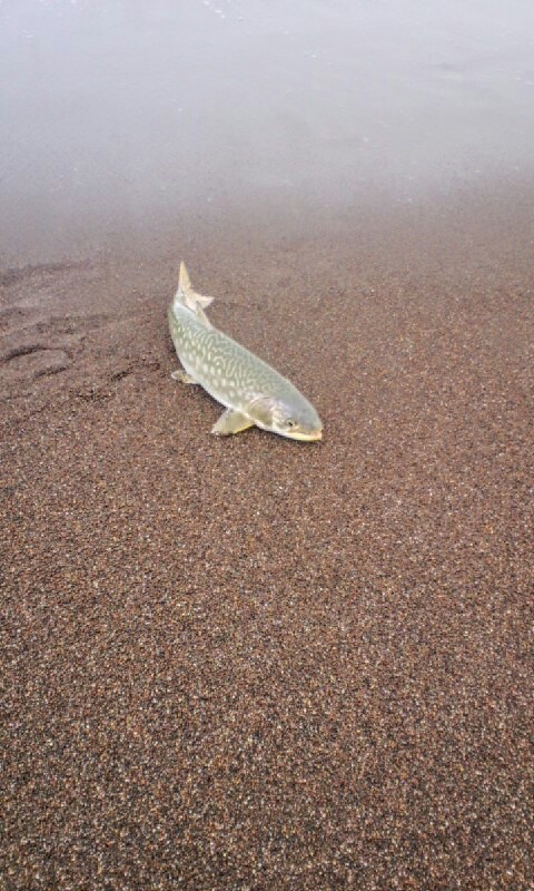 2012.7.25　道東海雨ライン_e0363490_20222846.jpg