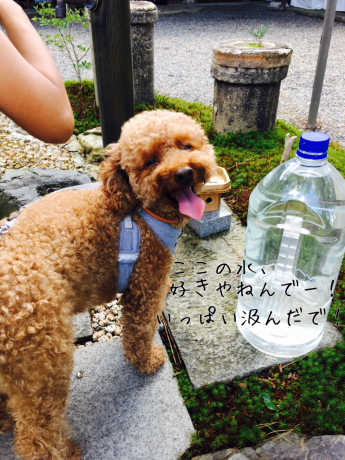 カフェ光の穂_b0370192_20324956.jpg