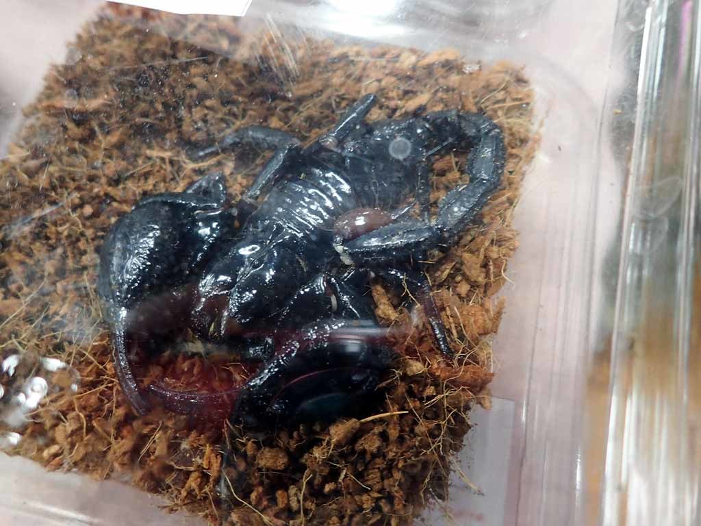 アクアリウムバス 富貴蘭チャンネル ブログ