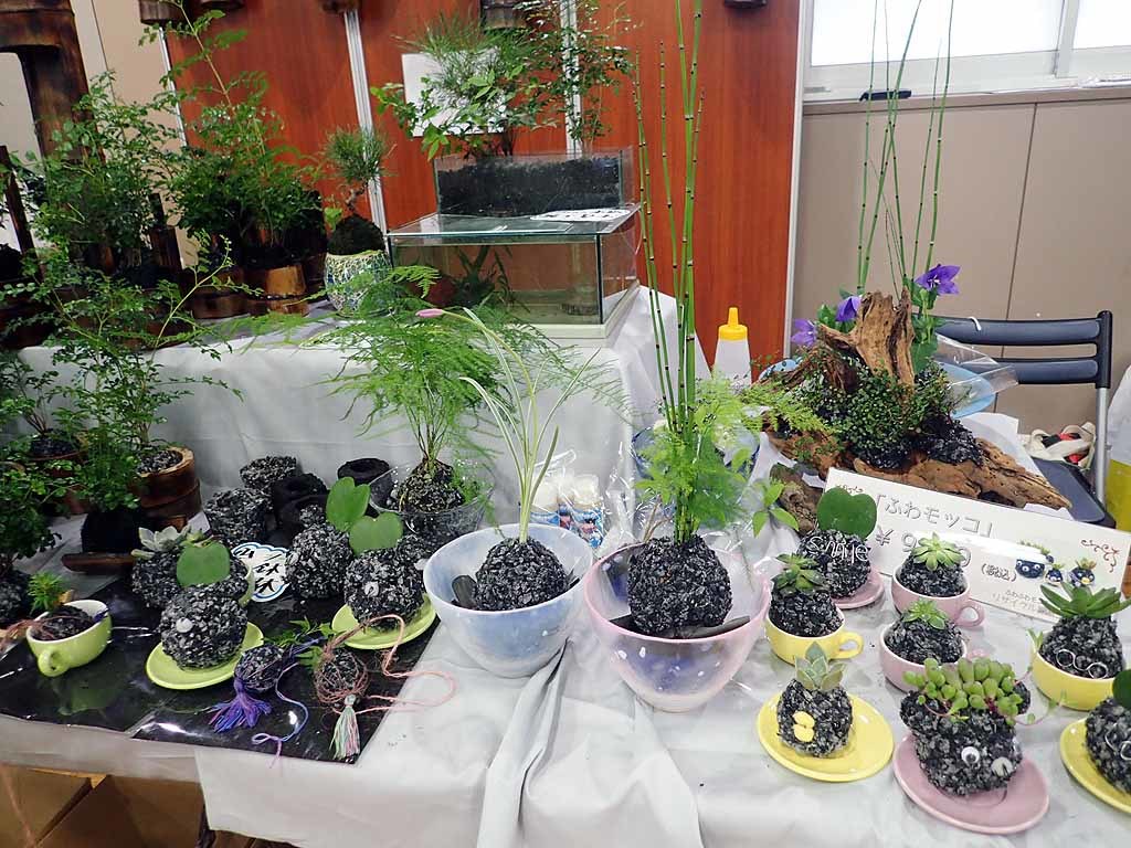 アクアリウムバス 富貴蘭チャンネル ブログ