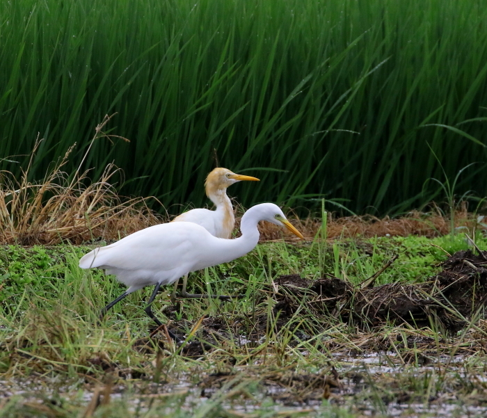 アマサギ②：まだいたよ！２０１７_c0319902_09045387.jpg