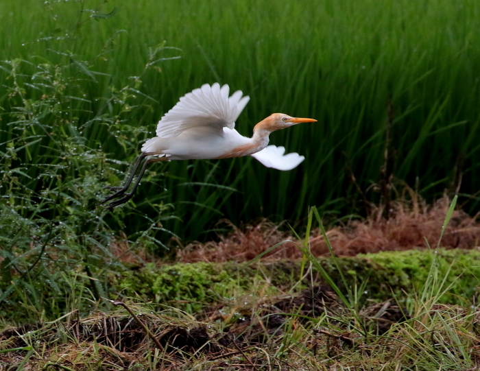 アマサギ②：まだいたよ！２０１７_c0319902_09053872.jpg